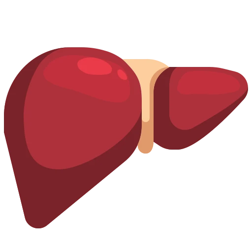 Liver