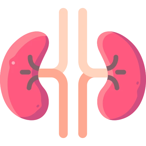 Kidney